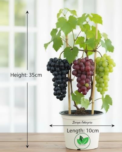 Image of Live Grapes Plant Combo Pack of 3 | Black, Red & Green Fruit-Bearing Grafted Vines | Healthy Saplings for Home Garden, Terrace, Balcony | Organic Grape Plants