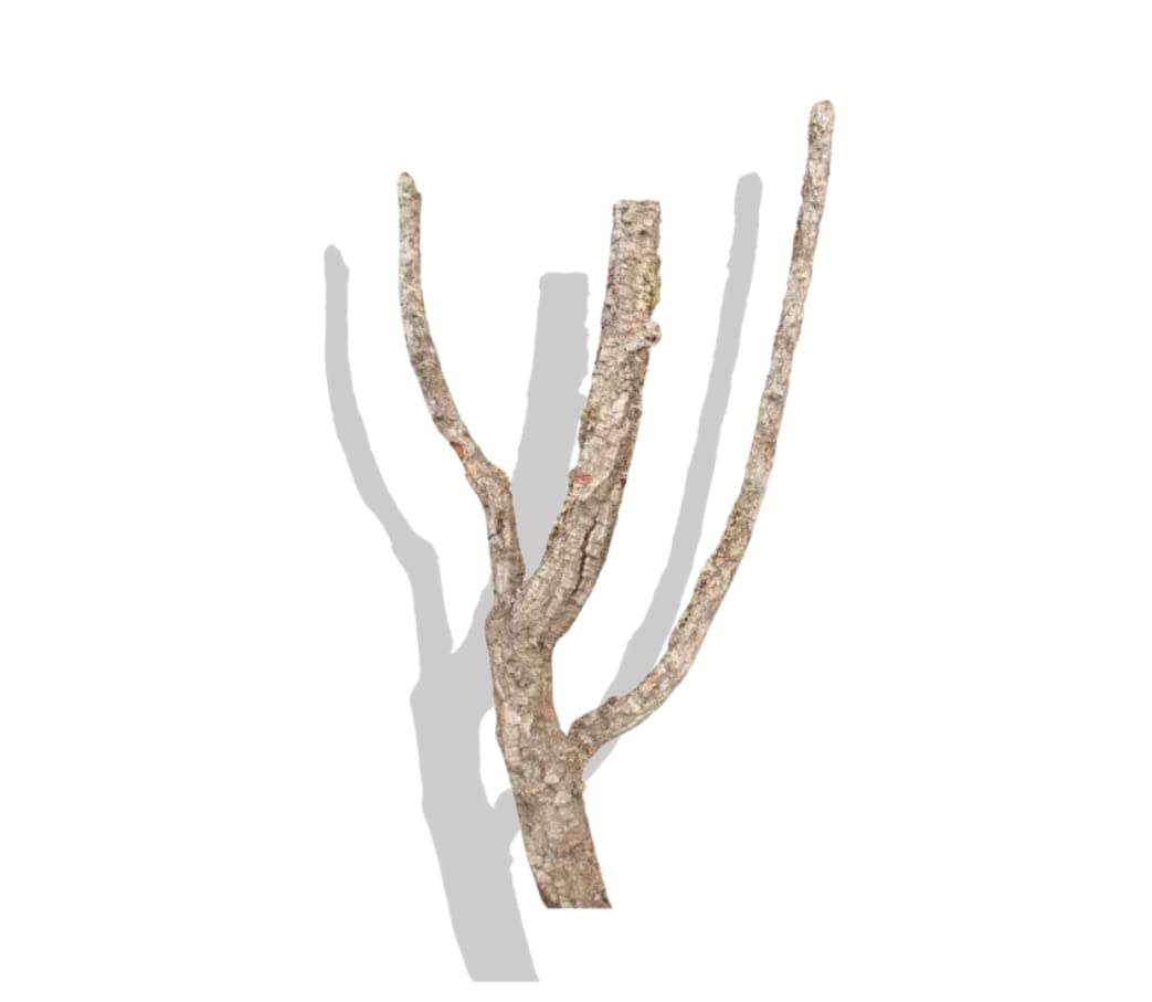 Cork BARK Branches Virgin (Medium 12-18")
