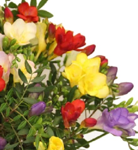 Blumenstrauß mit frischen Freesien -Blütenduft - Geburtstag -
