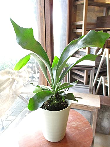 観葉植物 日陰や寒さにも強いおすすめ植物12選をご紹介 暮らし の