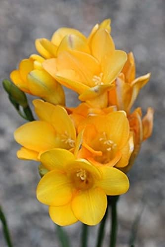 Radha Krishna Agriculture Imported Variety Freesia Flower Bulbs all Season Flower Bulbs for Pot & Home Garden Pack of 2 Flower Bulbs (B097Q8J8DR) Amazon Price History, Amazon Price Tracker
