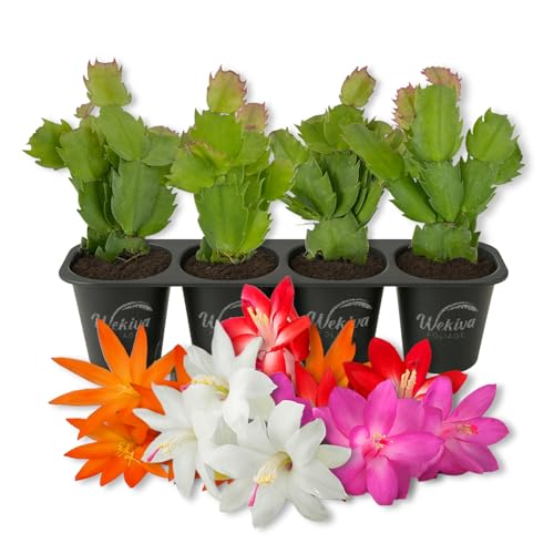 Christmas Cactus Variety 4pack - 4 Live Starter Plants -