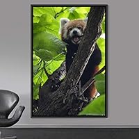 Framed Canvas Wall Art Red Panda Animals Expressive Koala Living Room Multicolor Photography Tropical - 16x24 inches