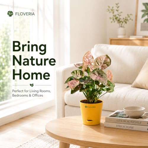 Image of Syngonium Pink Plant Live with Pot | Indoor Plants for Home | Live Plants with Pots | Indoor Plants with Pots for Home | Office Desk Decorative Items | Low Maintenance Air Purifying
