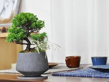 Amazon.co.jp: 盆栽妙 サワラ モダン盆栽 盆栽 ミニ盆栽 白竜
