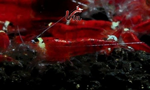 10 Super Crystal Red Full Red Santa Live Aquatic Caridina Shrimp for freshwater aquariums
