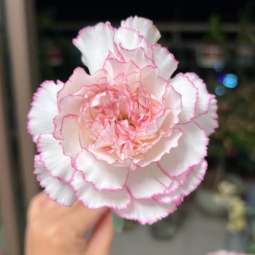 semi di chiodi di garofano perenni di antiche varietà, resistenti di chiodi di garofano da barba, giardino roccioso resistenti 400pcs