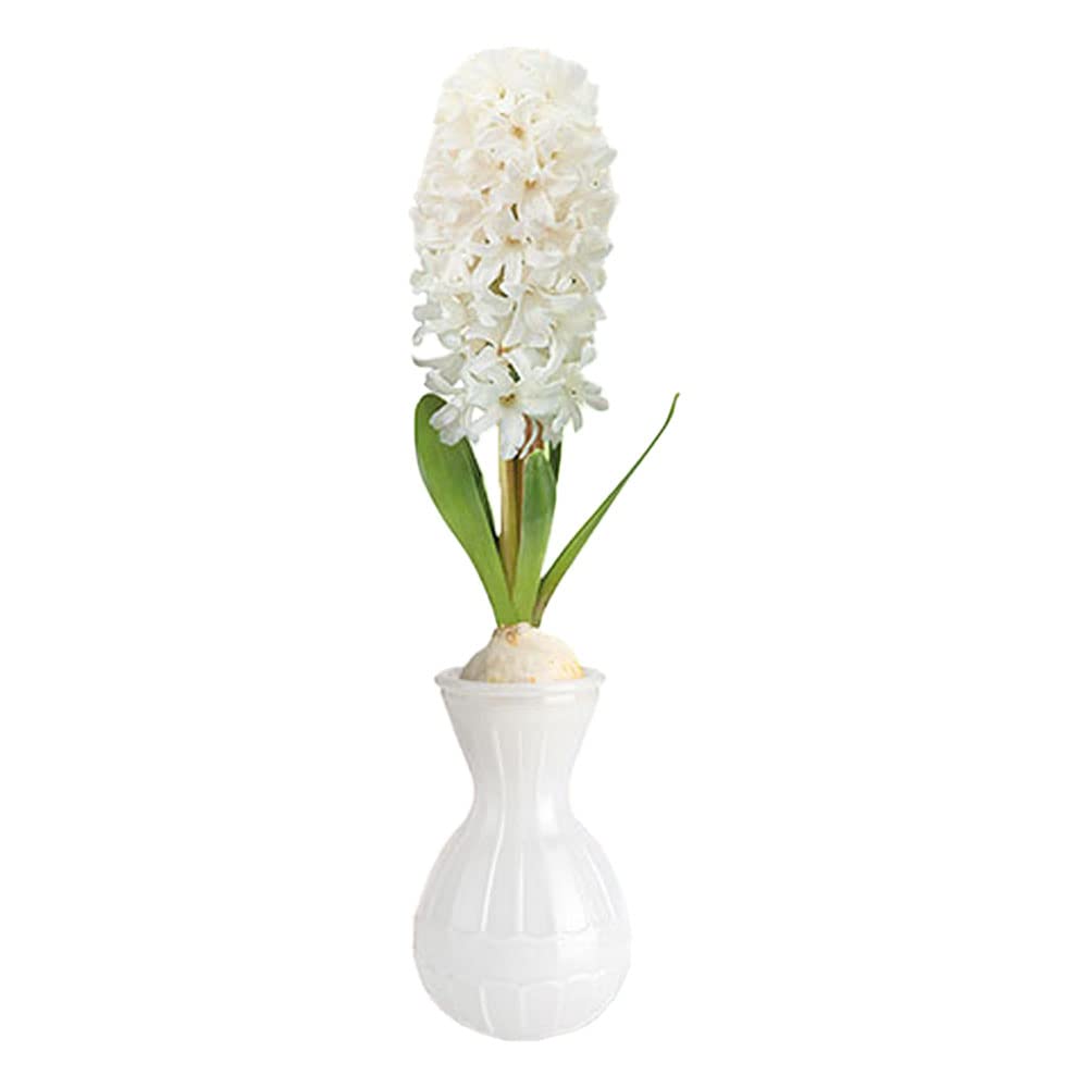 1 x Hyacinth in Glass Gift Kit – Spring Flowering Bulb – Fills Air with Sweet Perfume – Perennial – for Your Beautiful Home (1 x Carnegie)