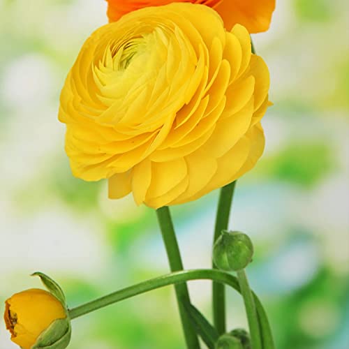 Plantogallery Ranunculus - Buttercup Flower Bulbs - Pack Of 2 Bulbs (Yellow) (B0CG32TXTY) Amazon Price History, Amazon Price Tracker