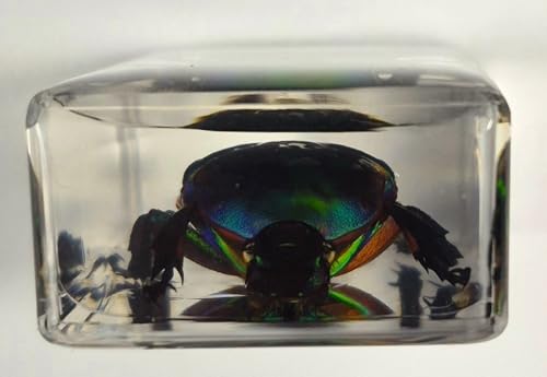 Image of 44mm Real Unicorn Green Rose Chafer Beetle in Crystal Clear Lucite Resin Specimen St. Patrick's Day Color Preserved Trigonophorus Insect Bug Taxidermy Collection Biology Science Education Desk Display