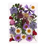 AMISENK 30 Stück Gepresste Getrocknete Blumen Für Harz Natürliche Trockene Blätter Für...