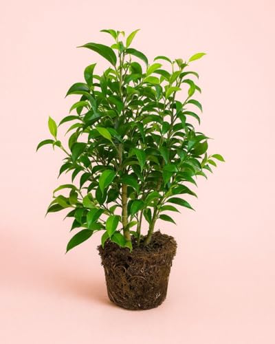 PUR PLANT Ficus Benjamina Natasja | Planta Natural de Interior Frondosa | Ficus Tropical Decorativo | Maceta Ø12 cm aprox.