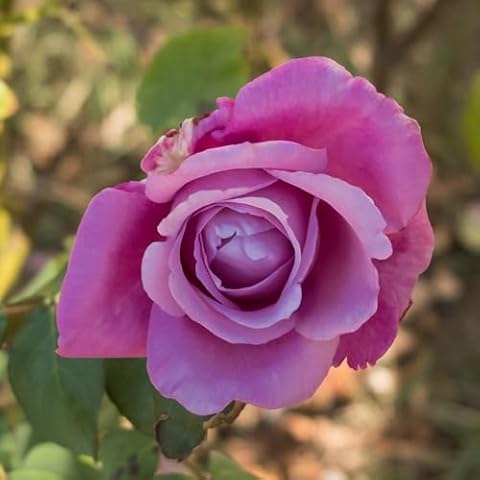 YouGarden Harry Edland Lilac Flowering Rose Cover