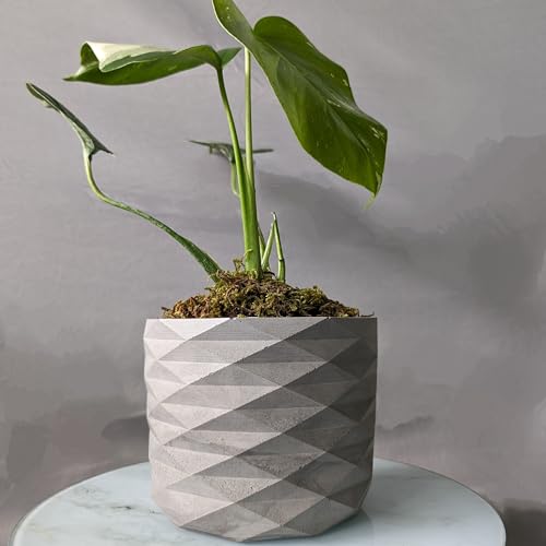 Image of Little Jungle X inchCuteCrete Luxe inch Medium Planter Houses 4 inch-5 inch Inch Nursery Pots (Grey) | | flower pots for home decoration | Balcony Decor | Garden
