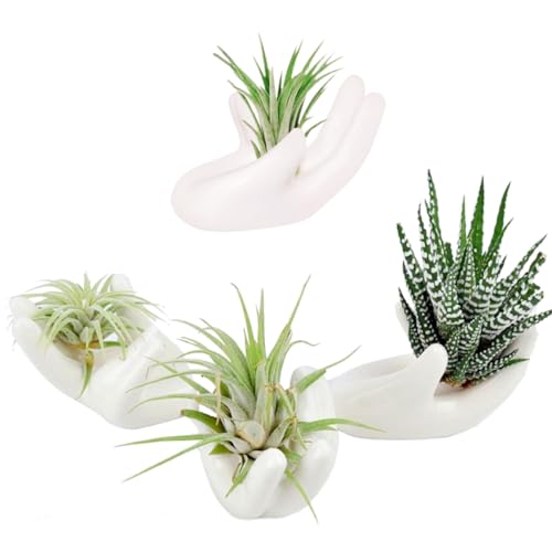 Comparison: Best Containers For Air Plants 11 4 Pack Air Plant Holders Unique Ceramic Mini Airplants Stand Tillandsia Succulent Display Container Pot Cute Home Decor for Desk Table Shelf Window, White