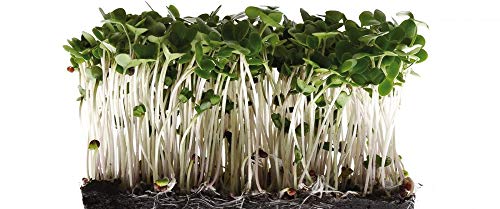 image for Broccoli Seeds for Sprouting Microgreens 2 Ounce