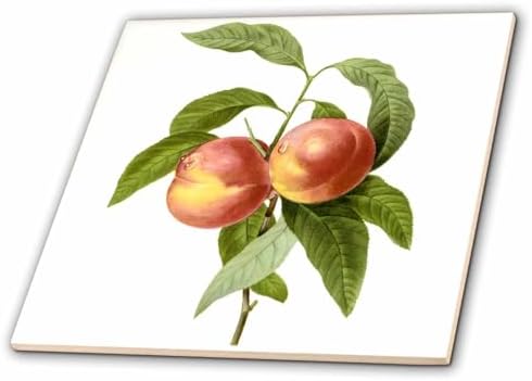 3dRose Redoute Vintage Watercolor Fruit Two Peaches 4 Inch Ceramic Tile image 5