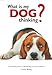 What is My Dog Thinking?: The essential guide to understanding your pet's behavior