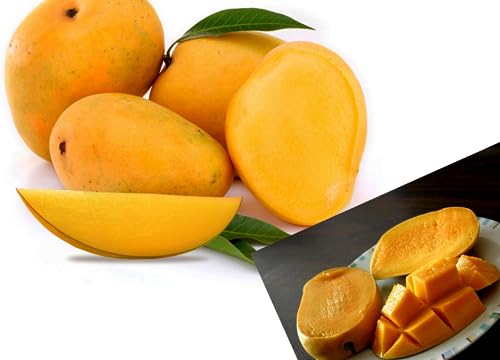 Image of Combo 2 inchKesar Mango Tree Grafted Plant Height 2-3 Feet Live Amba Fruit Plant Hybrid Mango Plant inchKing Of Fruits inch Pack Of 2 Healthy Live Plant For Home Garden
