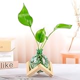Plant Propagation Station Propagation Vases for Plants Glass Terrariums Vases Bulb with Wooden Stand...