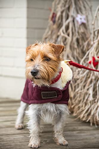 Kentucky - Hundemantel - Bordeaux - XS - 28-33cm