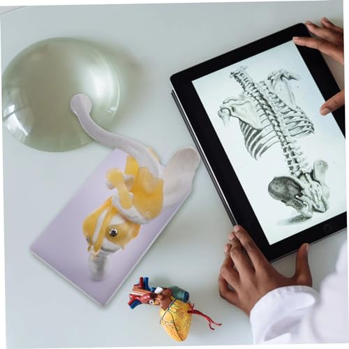 Modèle anatomique épaule outil d'enseignement pour santé physique - 3