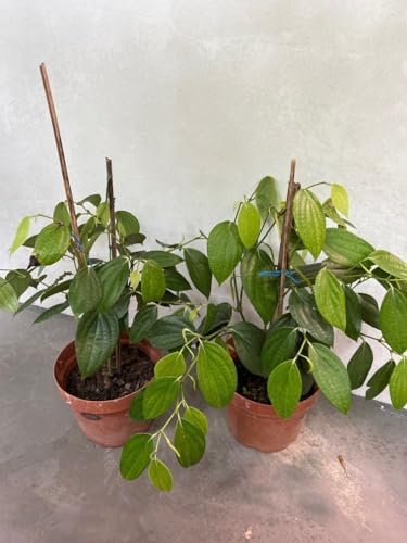 Image of BLACK PEPPER PLANT OUTDOOR GARDEN LIVE ORGANIC HYBRID FRUIT /GOLMORICH PLANT