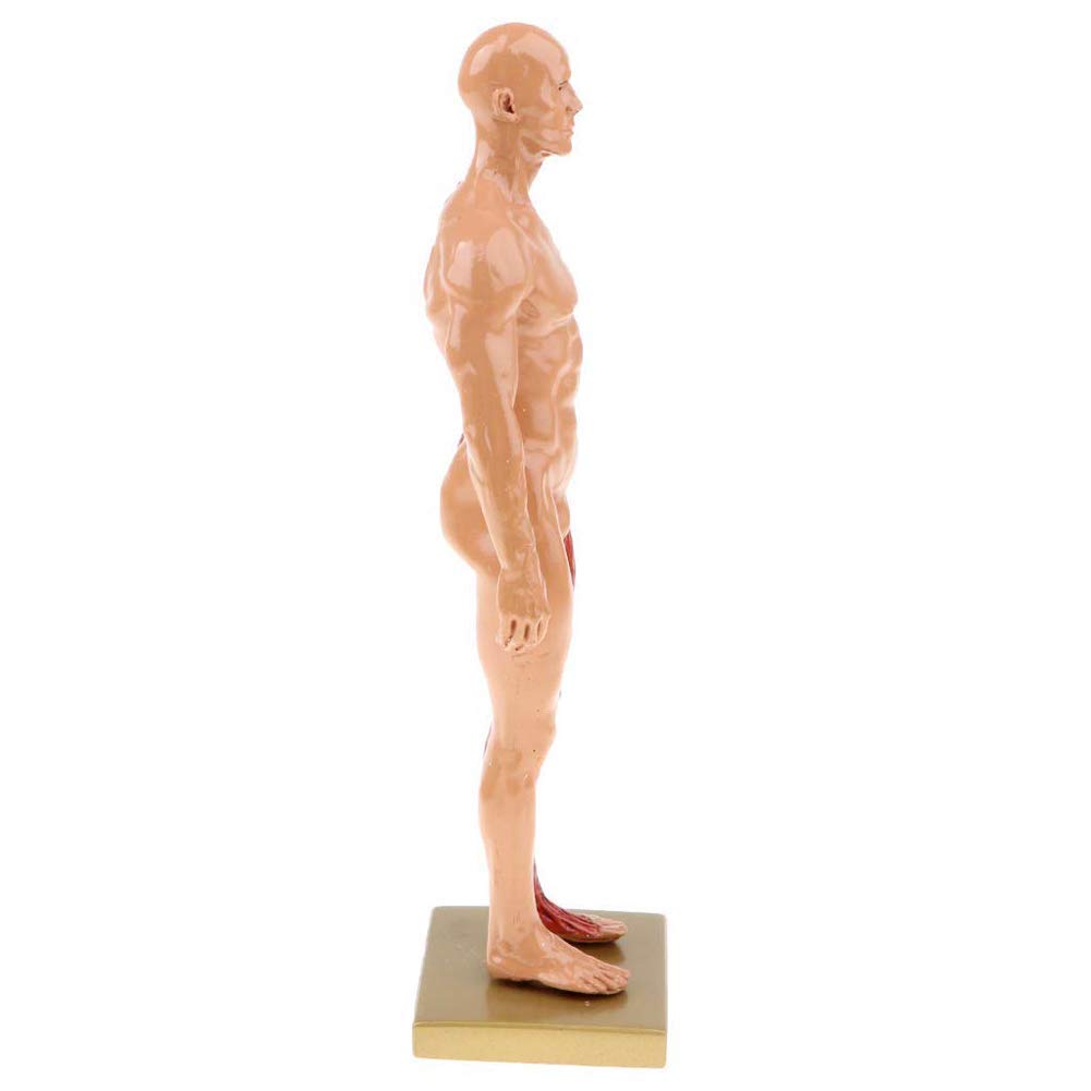Modello educativo Modello anatomico del Corpo Umano Figura Anatomica Femminile e Maschile Modello anatomico di Muscoli e Scheletro Umani per lezioni di Studio Scolastico 11 Pollici