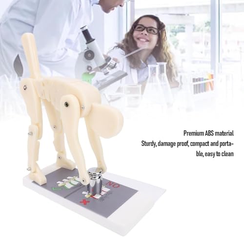 Modelo de columna vertebral interactivo para aprender posturas correctas de levantamiento 7
