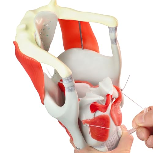 Image of HADWYN 2025 New 3X Anatomy Larynx Functional Model, Model of Larynx Pharynx Model,Human Model for Reinforcing The Neck Structure and Function Medicine