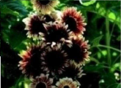 10 Seeds of Flower Sunflower Ruby Eclipse