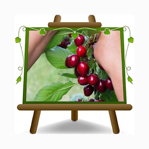 EURO PLANTS VIVAI Cerisier Doux Celeste – Plante Fruitière - Pot ø 26 cm - Hauteur maximale 180 cm - Âge 4 Ans