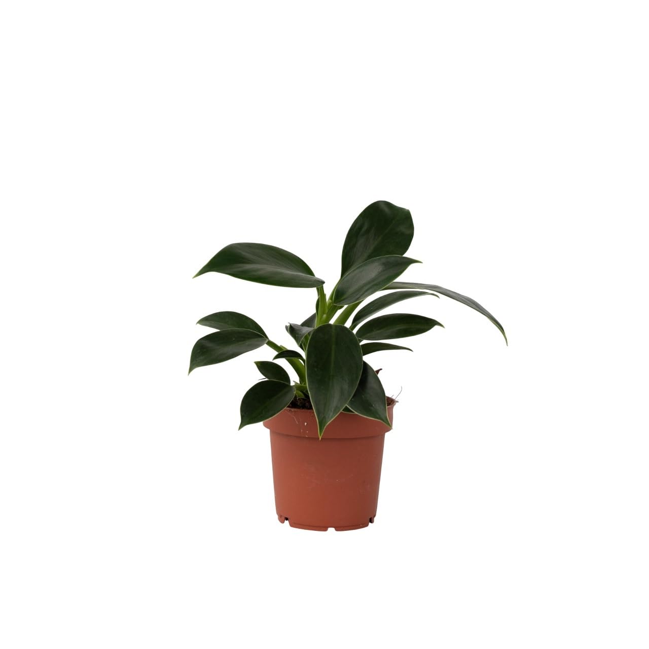 philodendron gloriosum dark form Philodendron Gloriosum Dark Form | Care Guide and Pro Tips - Delivery from  Toronto across Canada