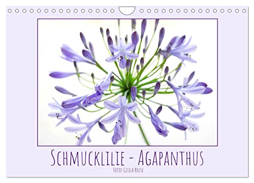 Schmucklilie - Agapanthus (Wandkalender 2026 DIN A4 quer), CALVENDO Monatskalender: Die auch Liebesblume genannte majestätische Pflanze ist ein absoluter Blickfang (CALVENDO Natur)