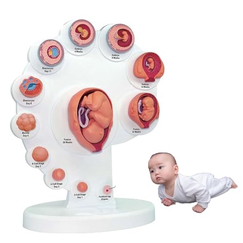 Modelo de desarrollo fetal, herramienta educativa de anatomía humana, crecimiento de embriones uterinos para enseñanza de ciencias
