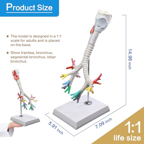 Image of Life Size Human Larynx Trachea and Bronchi Model, 3 Part Human Respiratory System Anatomical Model Larynx Trachea and Tree Model Laryngeal Anatomical Model for Medical Teaching Study with Poster
