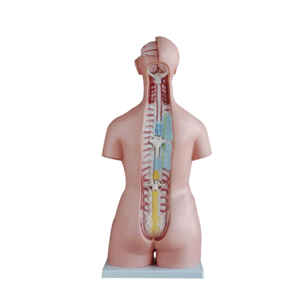 85CM Unisex Tułów 40 Części Medyczne Nauki Męski i Żeński Półtułów Model Anatomiczny Człowieka Symulator dla Studentów Medycyny