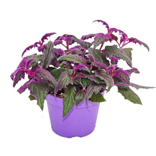 Zimmerpflanzen-Trio 'Purple Leaves' - Set mit 3 verschiedene Pflanzen mit lila Blättern - Tradescantia 'Purple Passion' - Gynura - Tradescantia pallida