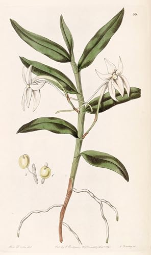 Affiche Angraecum Mauritianum imprimée sur toile d'artiste de haute netteté