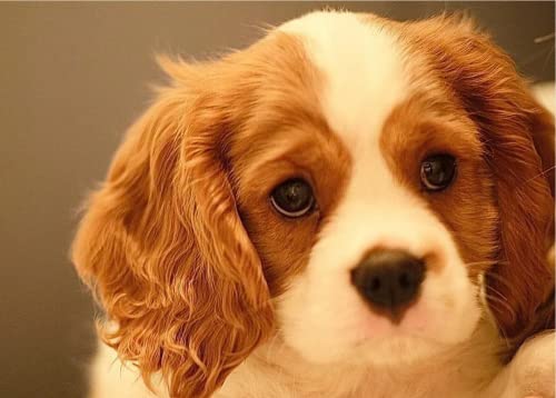 Pintura por Números Adultos, DIY Pintura sobre Lienzo, 3 Pinceles y Pigmento, Pintura por Números para Decoración del Hogar-Cavalier King Charles Spaniel, animal 60x50cm Sin marco Cover