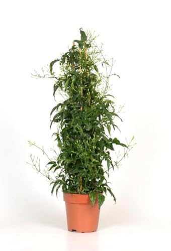 Jazmín Chino Natural Planta Trepadora Aromática Perfecta para Decorar tu Terraza