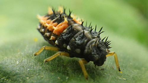 Insect Frass : Organic Fertilizer 1 Pounds - Image 4