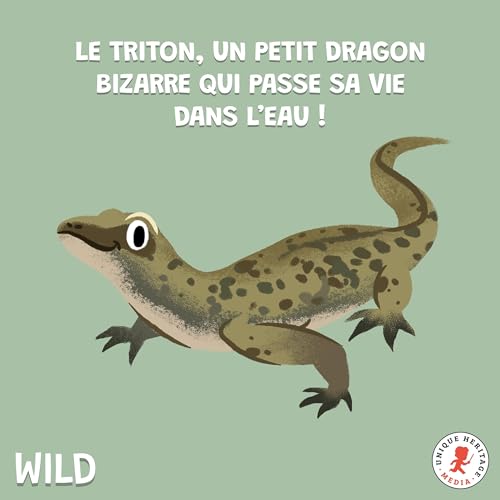 Wild, le podcast animalier - Le Triton un petit dragon bizarre qui passe sa vie dans l'eau