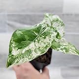 Alocasia macrorrhiza Camouflage – Rare Variegated Elephant Ear | Striking Foliage | Easy-Care Indoor Plant in 3-Inch Pot | Unique Tentacle-Like Stems | Exotic Indoor Plant