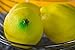 Limones Artificial realista decorativo hogar cocina fruta falsa – Set de 10...