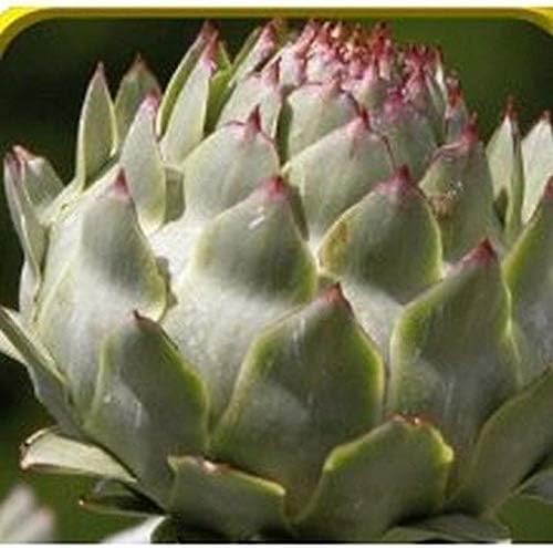 Semillas de alcachofa de Romaña morada (paquete de 80 semillas)