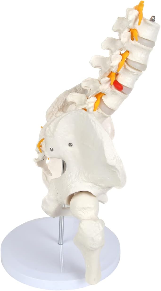 Axis Scientific Male Skeletal Pelvis with Femur Heads and Lumbar Vertebrae Anatomy Model - Life-Size, Human Anatomy System Miniature, Demonstration Skill, Educational Model Includes Product Manual