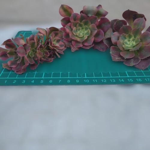 観葉植物 アエオニウム」の人気商品一覧 | 安い商品を通販サイトから