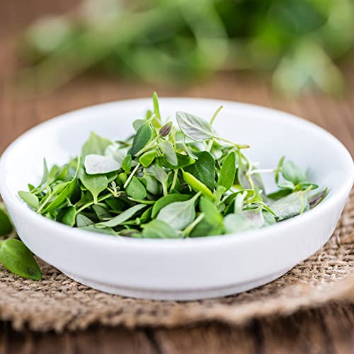 Thymus Mongolicus - Thymian Samen Bio, Thymian Pflanze - Kräutergarten...