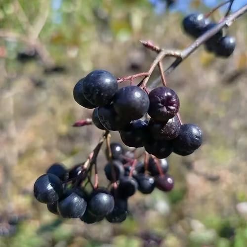 Semillas de aronia - 120pcs